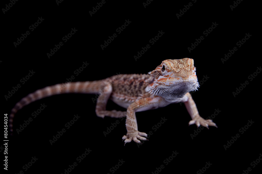 Naklejka premium Small bearded dragon isolated on black