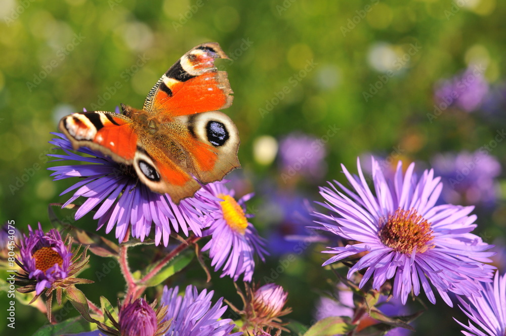 Fototapeta premium Schmetterling