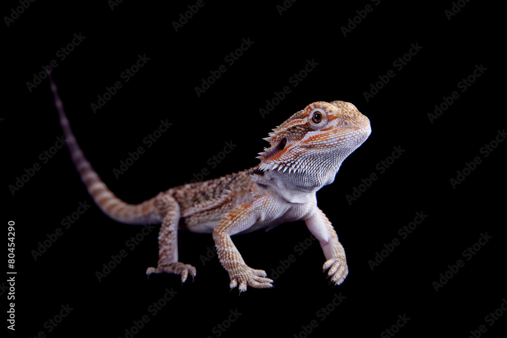 Naklejka premium Small bearded dragon isolated on black