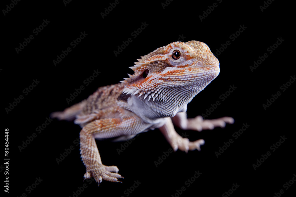 Fototapeta premium Small bearded dragon isolated on black