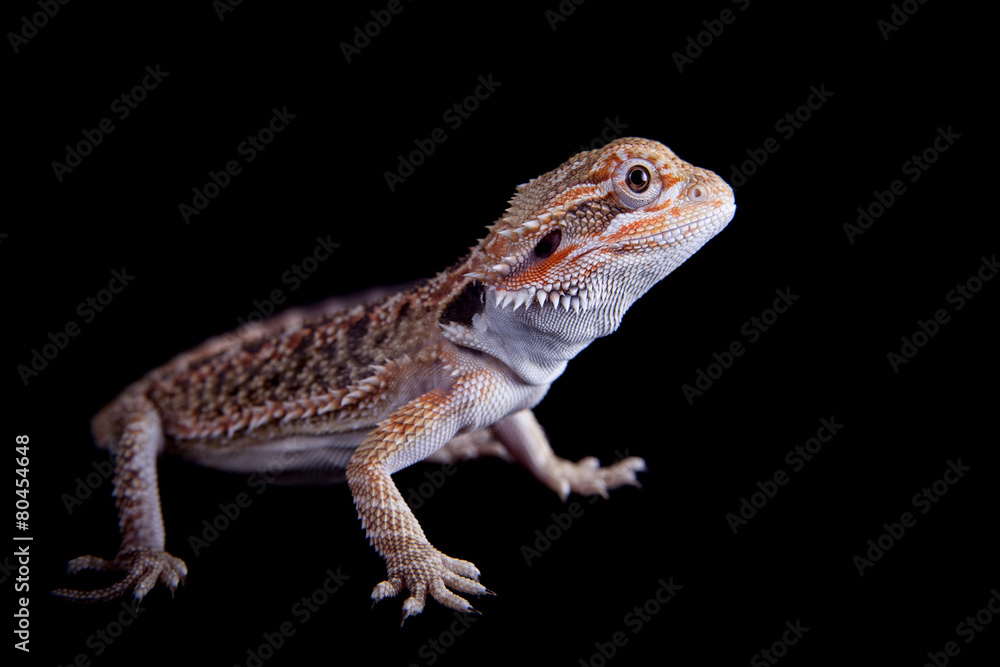 Fototapeta premium Small bearded dragon isolated on black