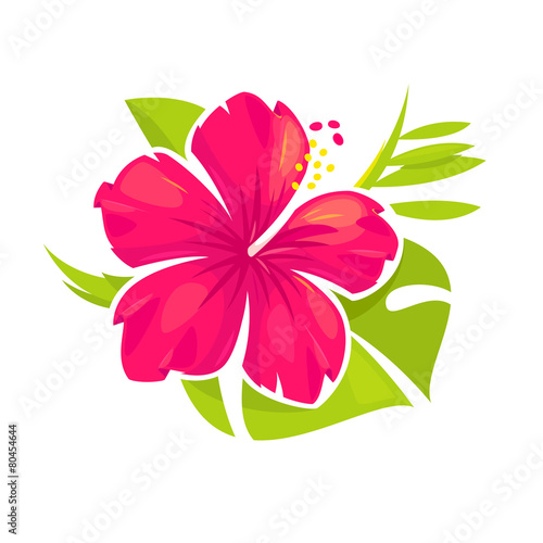 Hibiscus flower bloossom
