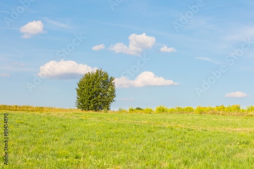 Green meadow with tree under blue sky with clouds