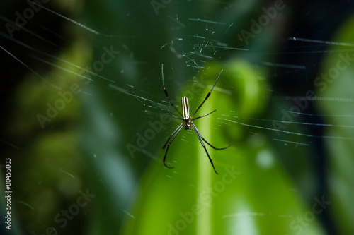 Spider on web with close up detailed view.