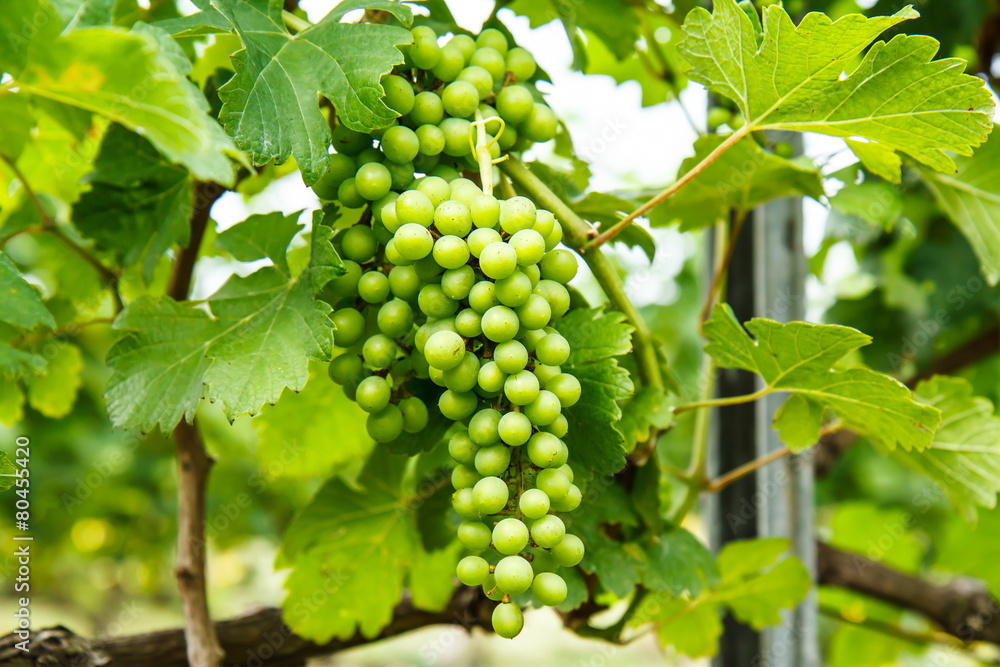 Grapes on the tree in the garden Grapes on the tree in the garden