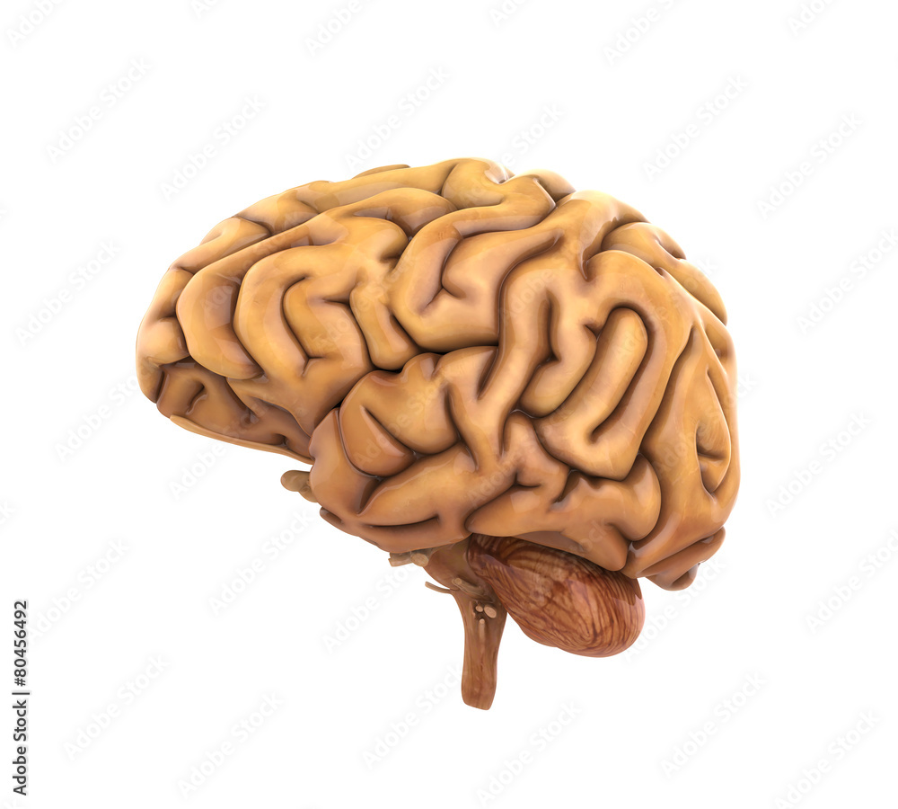 Human Brain Anatomy Human Brain Anatomy