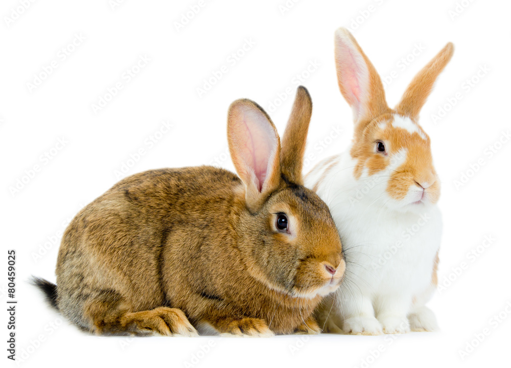 Fototapeta premium Rabbits isolated