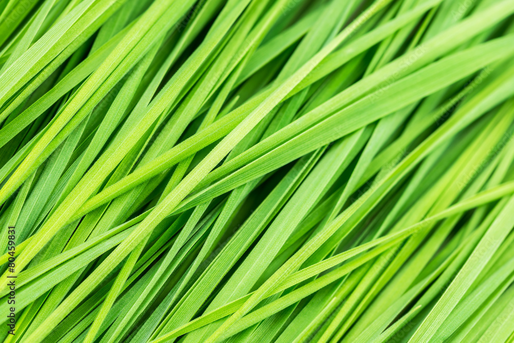Grass background Grass background