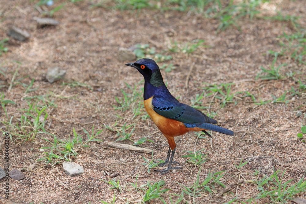 Obraz premium superb starling,Tanzania