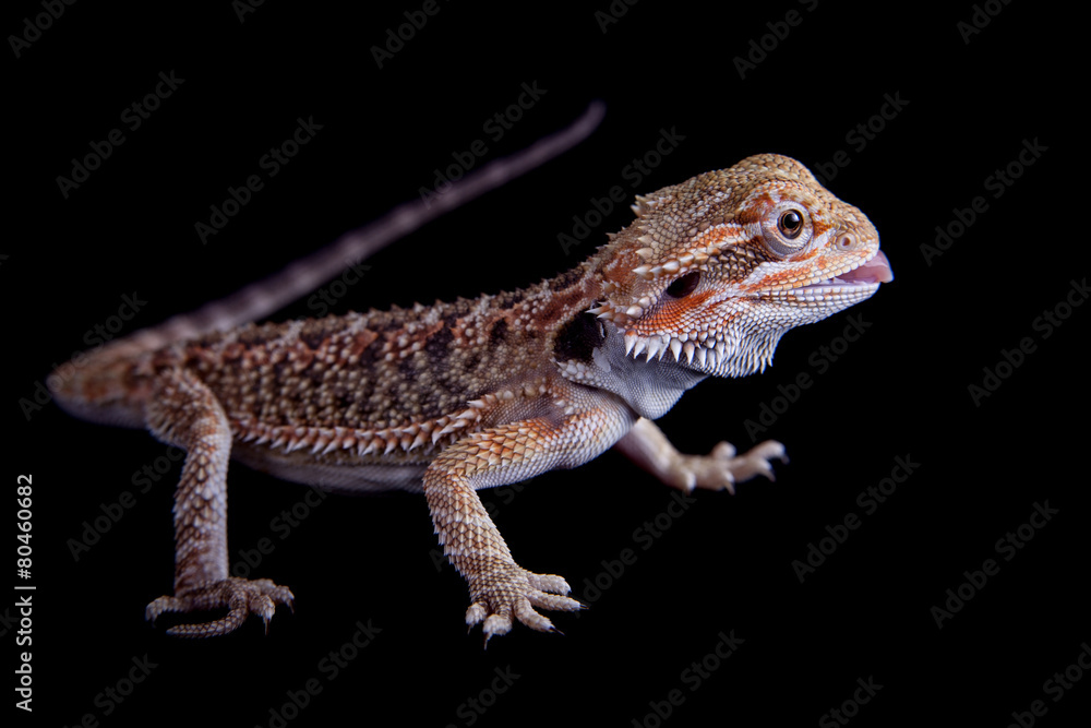 Small bearded dragon isolated on black Small bearded dragon isolated on black