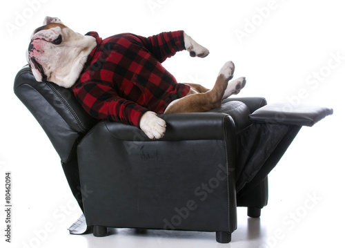 Fotografie dog tired