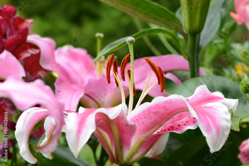 Fototapeta Naklejka Na Ścianę i Meble -  Garten 237