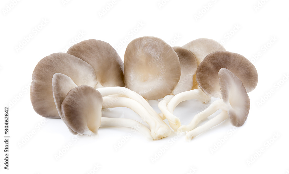 Indian Oyster, Phoenix Mushroom On White Background Indian Oyster, Phoenix Mushroom On White Background