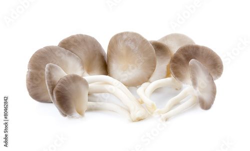Indian Oyster, Phoenix Mushroom On White Background