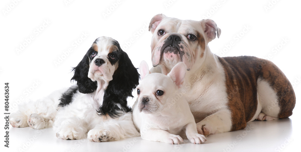 three puppies three puppies