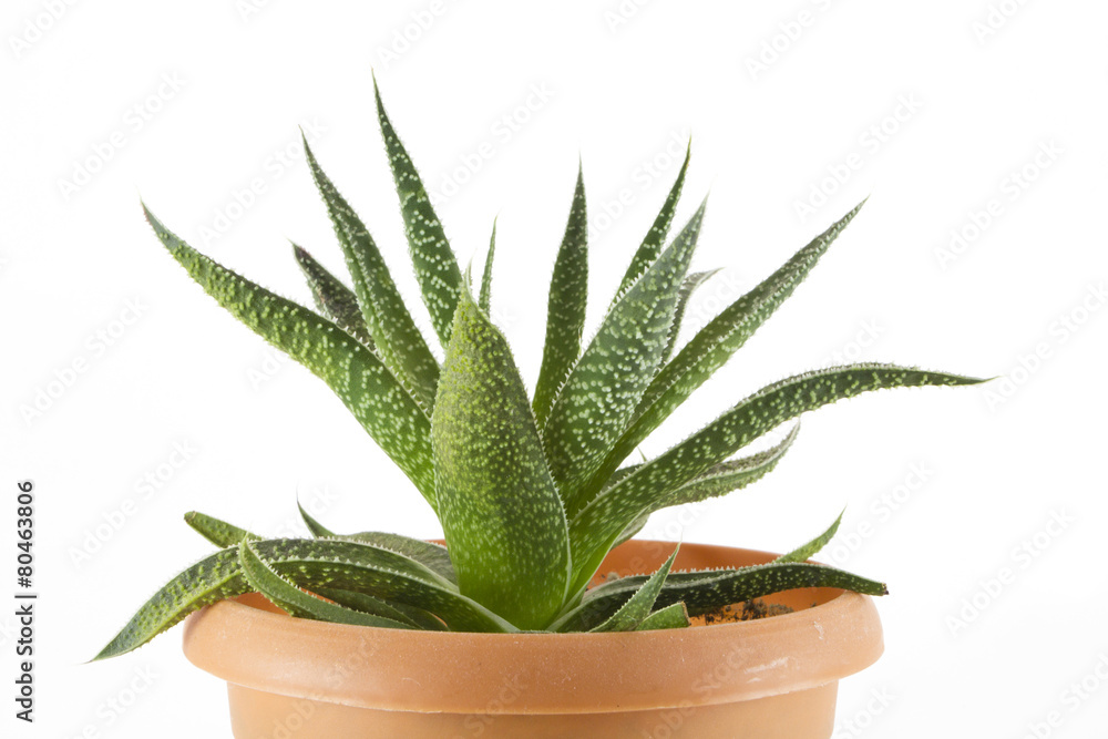 Aloe Aloe