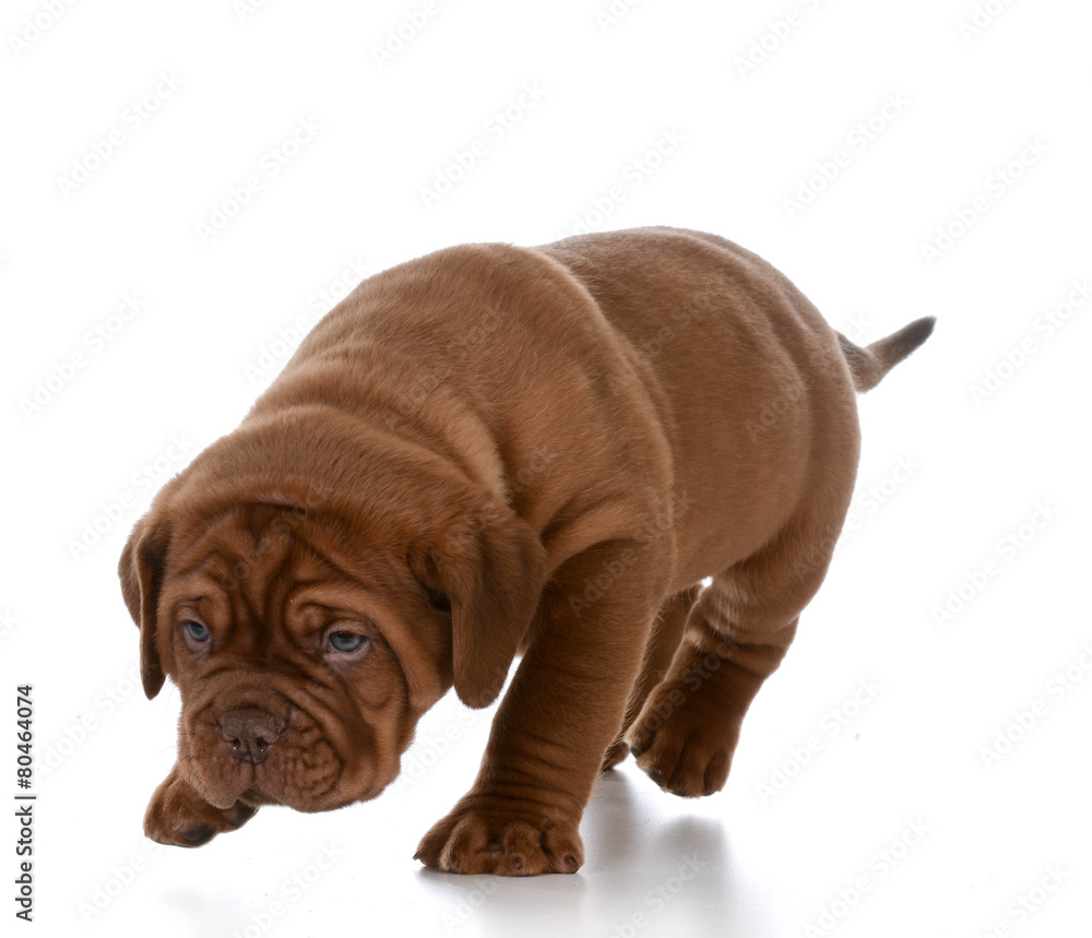 Obraz premium puppy walking