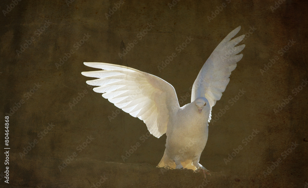 Fototapeta premium white dove on textured vintage background 