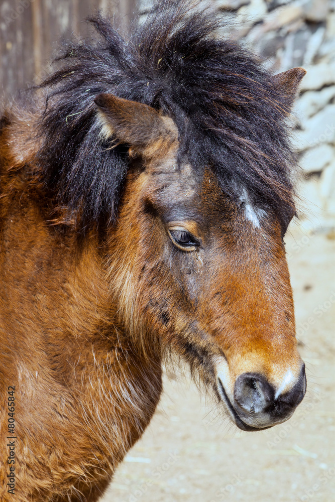Shetland pony portrait