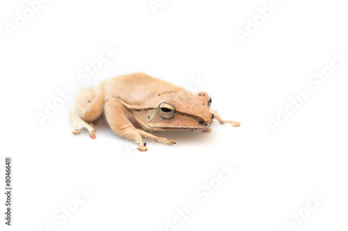 Golden Tree Frog, Common Tree Frog