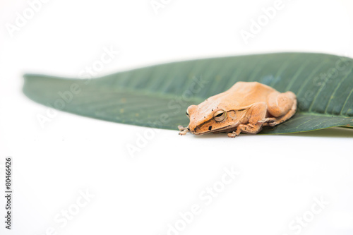 Golden Tree Frog, Common Tree Frog