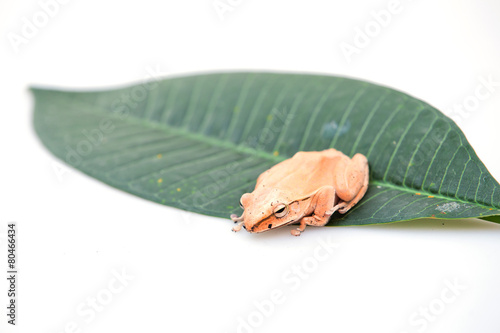 Golden Tree Frog, Common Tree Frog