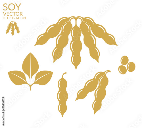 Soybean