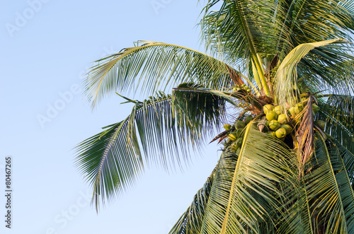 Coconut tree with blue sky background hanging coconut