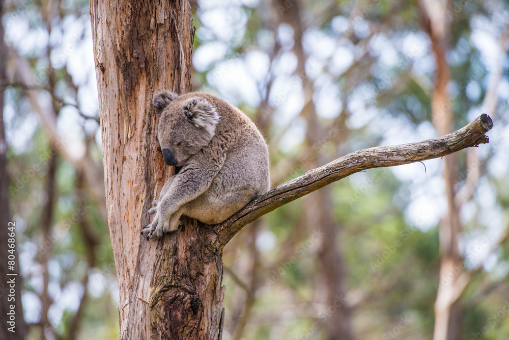 Obraz premium Close up of koala at sanctuary in Australia