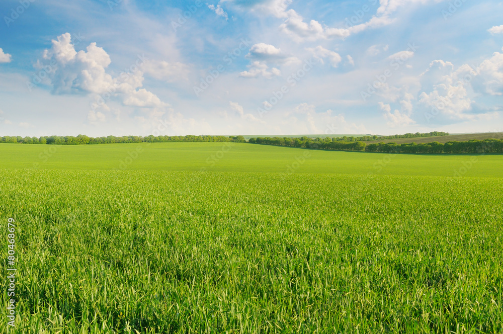 Fototapeta premium green field and blue sky with light clouds