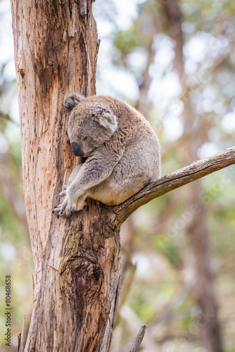 Fototapeta Naklejka Na Ścianę i Meble -  Close up of koala at sanctuary in Australia