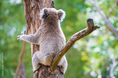 Fototapeta Naklejka Na Ścianę i Meble -  Close up of koala at sanctuary in Australia