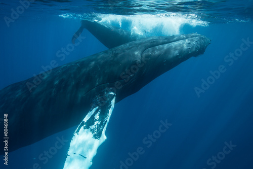 Whales Underwater © ead72