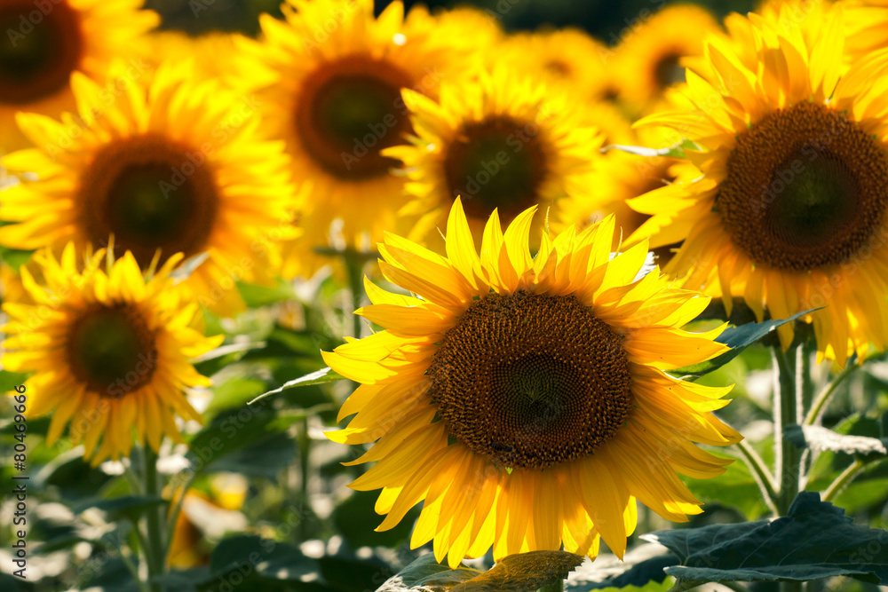 Close up of sunflower on field