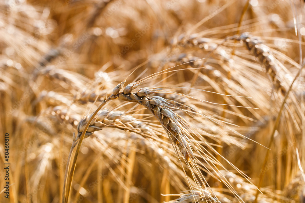 Golden ears of wheat on the field Golden ears of wheat on the field