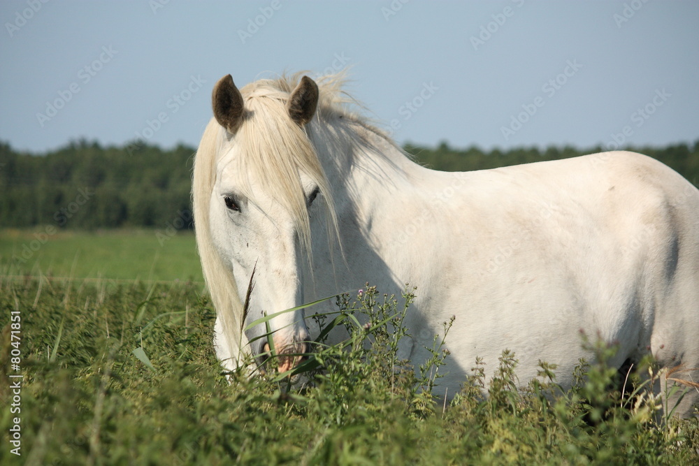 Beautiful white shire horse portrait in rural area Beautiful white shire horse portrait in rural area