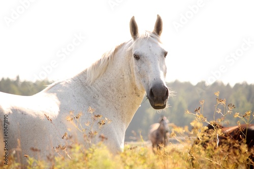 Portrait of white horse in sunset