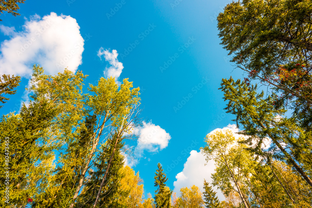 The trees in the forest against the blue sky with clouds