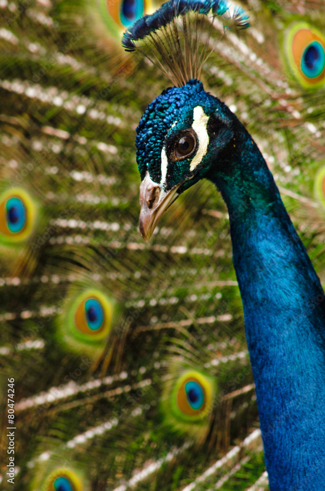 Pfau Pfau