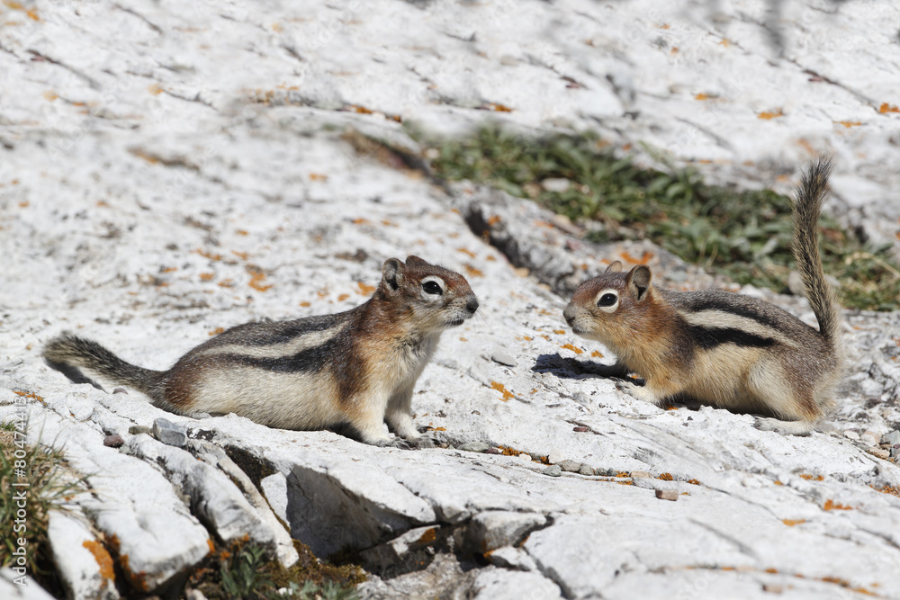 Fototapeta premium Pair of Golden-mantled Ground Squirrels - Alberta, Canada