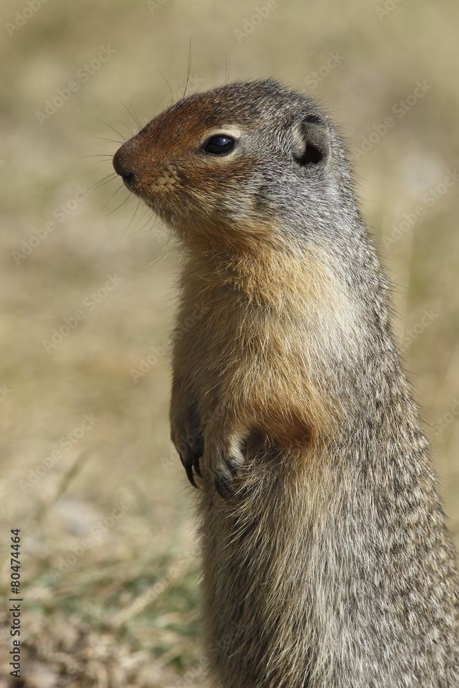 Fototapeta premium Columbian Ground Squirrel Scouting its Territory - Alberta, Cana
