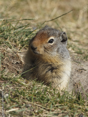 Columbian Ground Squirrel Peering out of its Burrow - Banff, Can