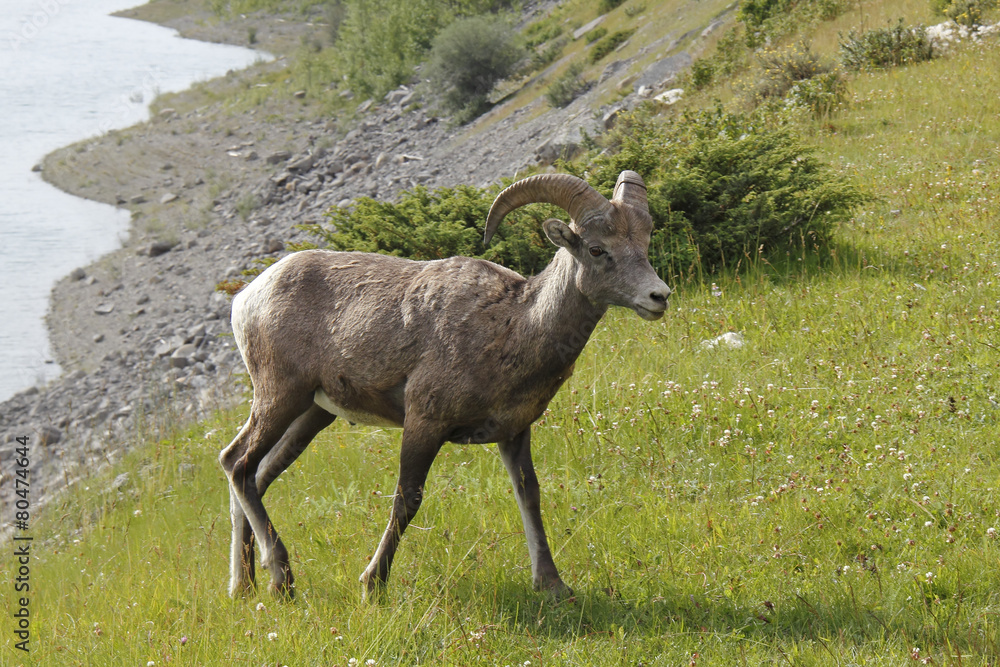 Obraz premium Rocky Mountain Bighorn Sheep - Jasper National Park, Canada