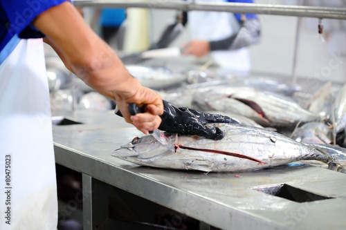 the cutting of a tuna fish in factory, tuna fish processing