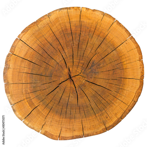Tree Rings Isolated On White