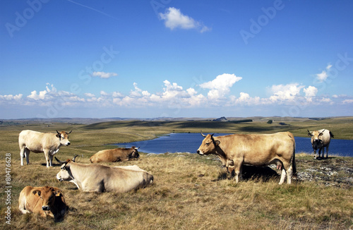 aubrac photo