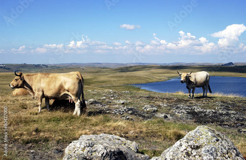 aubrac photo