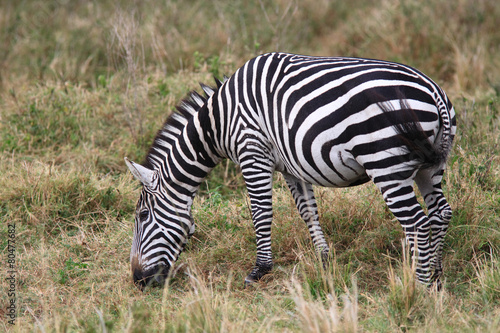 Grevys Zebra