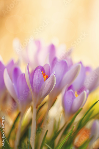 Fototapeta Naklejka Na Ścianę i Meble -  Krokusblüten