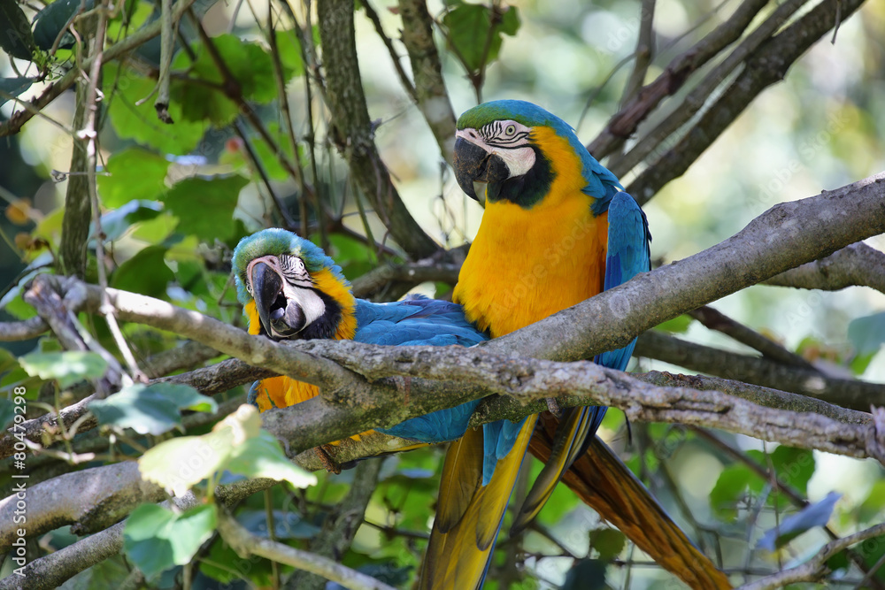 Blue and Gold (Ara ararauna) Blue and Gold (Ara ararauna)
